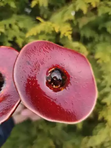 kwiaty ceramiczne 2 szt