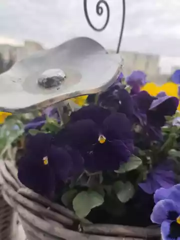 kwiat ceramiczny poidło